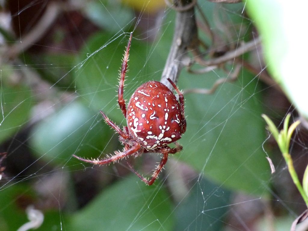 tre colorazioni di Araneus diadematus - Gorgoglione (MT)